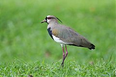 Southern Lapwing